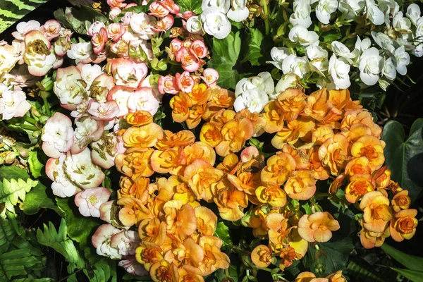 Flores coloridas con hoja verde — Foto de Stock