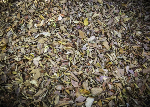 Gros plan feuilles sèches — Photo