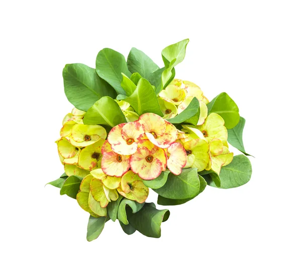 Hermosas flores con hoja verde — Foto de Stock