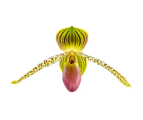 Dámská pantofle orchidej Stock Fotografie