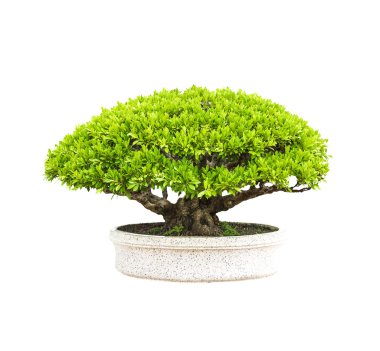 Yeşil ağaç saksı