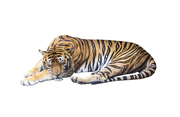 Sovande tiger på vit Royaltyfria Stockbilder