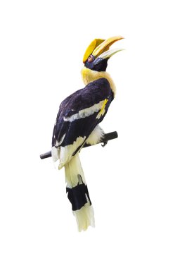 Hornbill bird on white