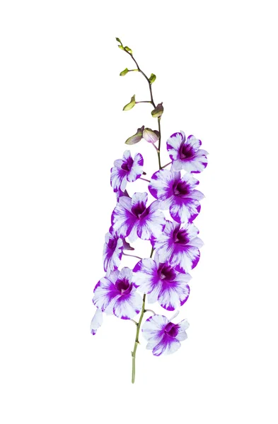 Красивый букет орхидеи цветы изолированы на белом — стоковое фото