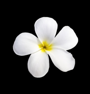 Frangipani (Plumeria) çiçek siyah
