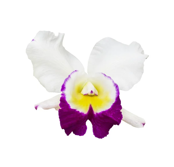 Bellissimo fiore di orchidea — Foto Stock