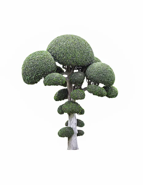 Fukien tea tree on white — Stock Photo, Image