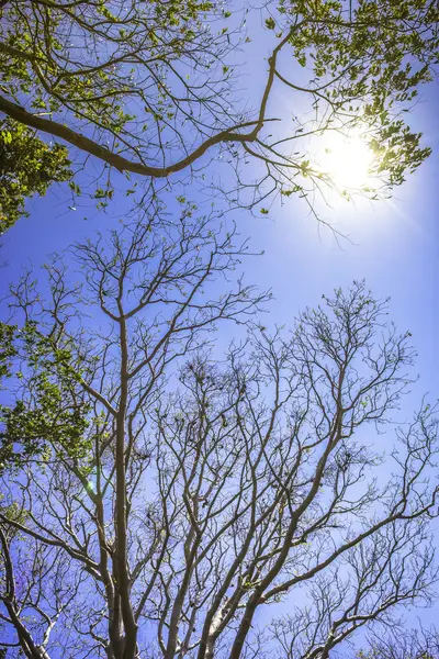 Waldbaum und Sonnenlicht — Stockfoto