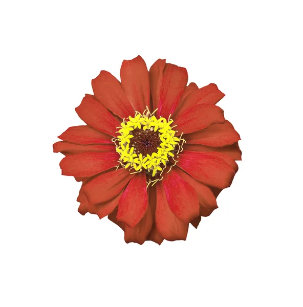 Hermosa flor roja sobre blanco — Foto de Stock