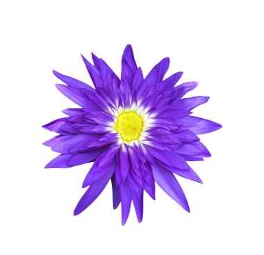 bíbor lótuszvirág, fehér