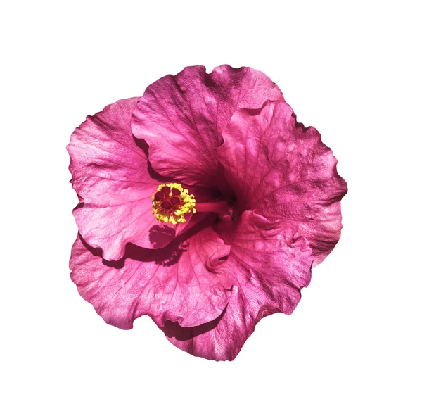 Rosa Hibiscus Blomst – stockfoto