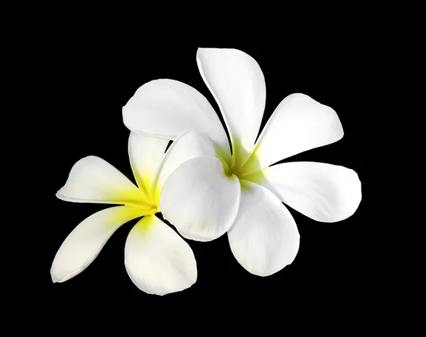 Twee witte plumeria bloemen Stockafbeelding