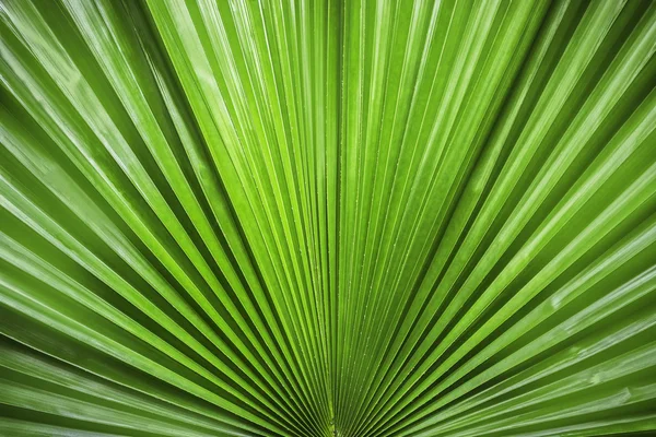 Green palm leaf — Stock Photo, Image