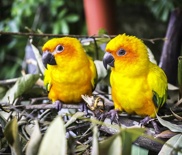 Two sun conure parrot — Stock Photo, Image