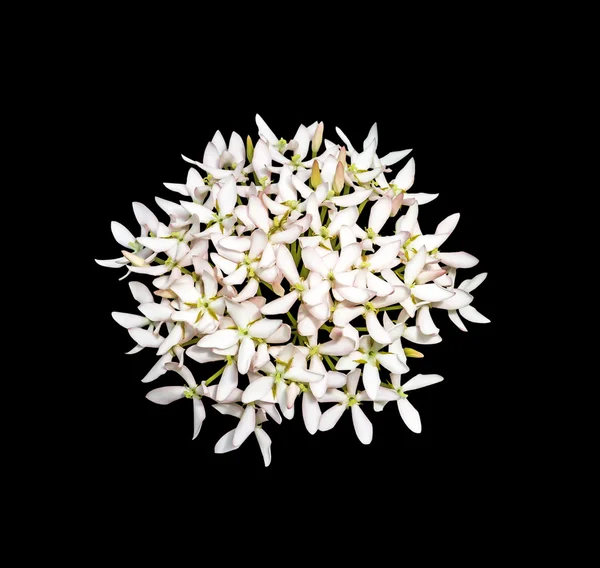 Rubiaceae flores aisladas — Foto de Stock