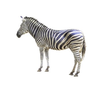 izole zebra