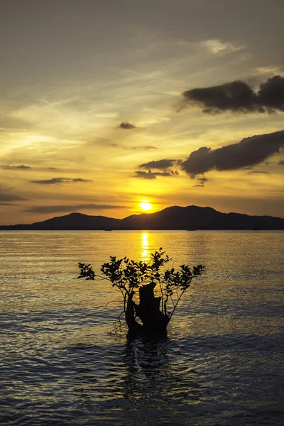 Sunset  with mangrove tree — Stock Photo, Image