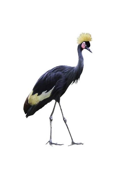 Grey crowned crane isolated — Stock Photo, Image