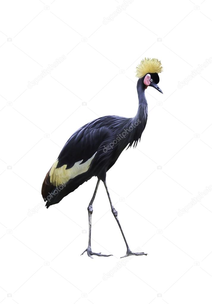 Grey crowned crane isolated