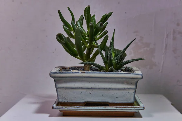 Sukkulente Pflanzen Töpfen Vor Abstraktem Hintergrund Kleine Pflanze Sukkulenten Oder — Stockfoto