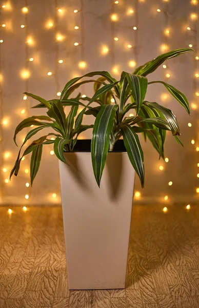 Topfblumen Die Hause Zum Leben Gehören Auf Einem Abstrakten Hintergrund — Stockfoto