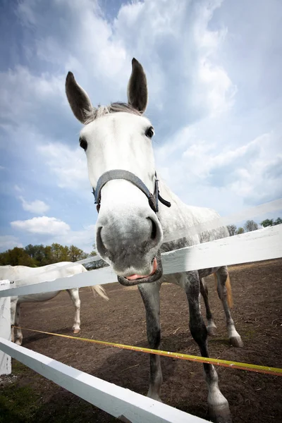Close up of white horse with halter yawning — Stock Photo, Image