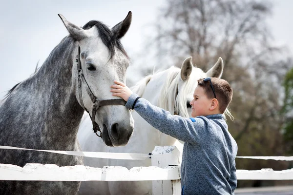 Close up of white horse with boy and soft touch — Stock Photo, Image