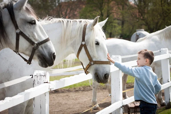 White horses with boy and soft touch — Stock Photo, Image