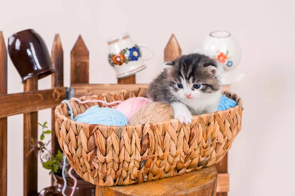 Cute kitten sitting in a basket with balls of cotton balls.
