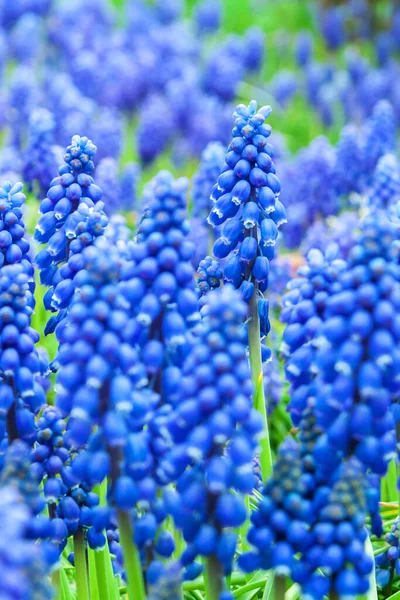 Μπλε Λουλούδια Υάκινθος Σταφυλιών Ωραίο Φόντο Άνοιξη Φωτογραφία Αρχείου