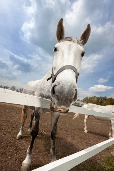 チェコ共和国の旧クラドルビー白馬 ロイヤリティフリーのストック画像