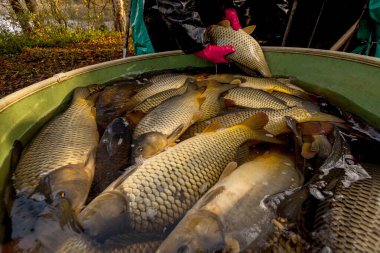 Çek Cumhuriyeti 'nde balık havuzundan noel pazarına kadar sazan balığı hasadı.