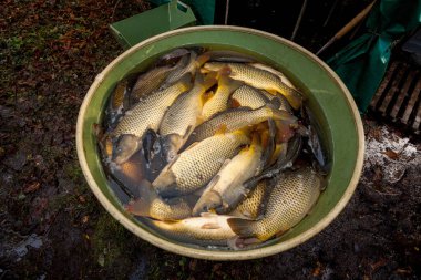 Çek Cumhuriyeti 'nde balık havuzundan noel pazarına kadar sazan balığı hasadı.