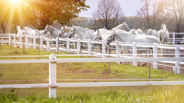 Old Kladruby Horse στην Τσεχική Δημοκρατία — Φωτογραφία Αρχείου