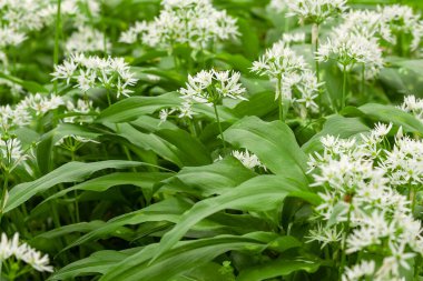 Ormanda hasat etmeye hazır yabani sarımsaklı halı. Baharda ormanda yetişen sarımsak ya da ayı. Allium ursinum.