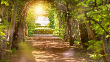 Bulanık doğa, günbatımında ağaçların yanındaki yeşil parkı bokediyor..