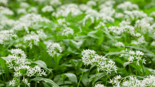 Dziki dywan czosnkowy w lesie gotowy do zbioru. Ramsons lub niedźwiedzie czosnek rośnie w lesie wiosną. Allium ursinum. — Zdjęcie stockowe