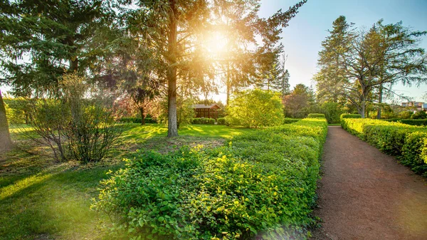 Naturgrüner Park bei Bäumen im Sonnenuntergang. — Stockfoto