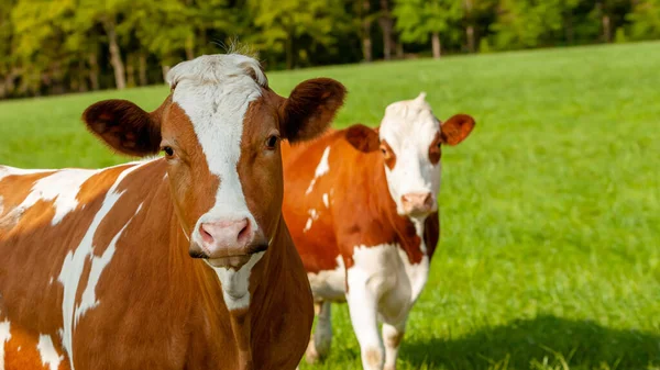 Grazing White Brown Cows Green Pasture Domestic Animal Czech Republic — Stock Photo, Image