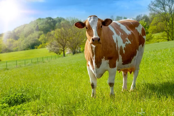 Βοσκή Λευκοκάστανων Αγελάδων Πράσινο Βοσκότοπο Οικόσιτο Ζώο Τσεχική Δημοκρατία — Φωτογραφία Αρχείου