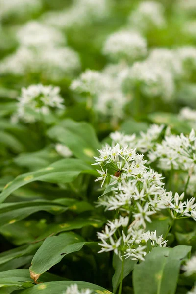 Tappeto Aglio Selvatico Nella Foresta Pronto Raccolto Ramsons Aglio Orso — Foto Stock