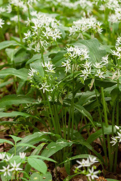 Vild Vitlöksmatta Skogen Redo Att Skördas Ramslök Eller Björnvitlök Som — Stockfoto