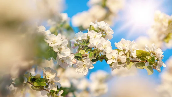 Hermoso árbol un manzano en flor en la hierba verde con el sol y el cielo azul —  Fotos de Stock