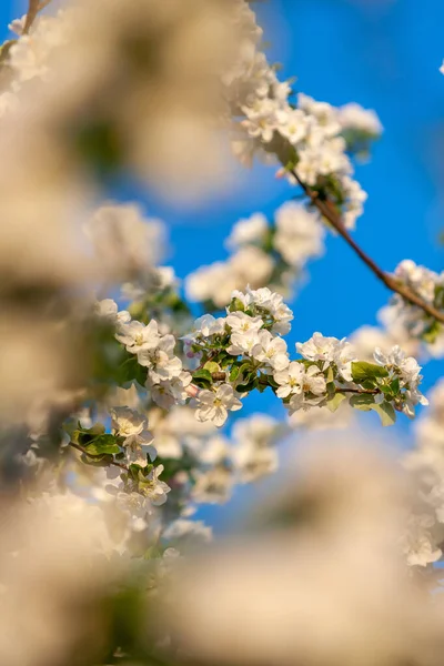 Piękne drzewo jabłoń w kwiat na zielonej trawie ze słońcem i błękitnym niebem — Zdjęcie stockowe