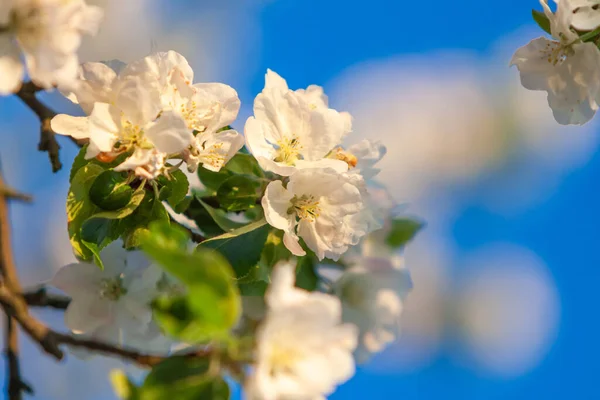 Hermoso árbol un manzano en flor en la hierba verde con el sol y el cielo azul —  Fotos de Stock