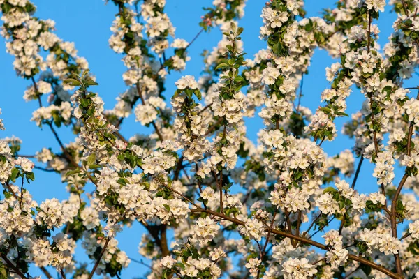 Schöner Baum ein blühender Apfelbaum auf dem grünen Gras mit Sonne und blauem Himmel — Stockfoto