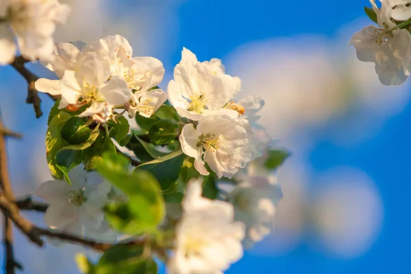 Όμορφο δέντρο μια μηλιά σε λουλούδι στο πράσινο γρασίδι με τον ήλιο και τον γαλάζιο ουρανό Εικόνα Αρχείου