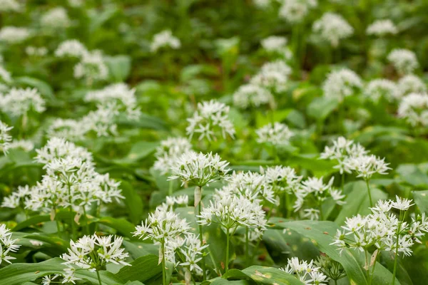 Vild vitlöksmatta i skogen redo att skördas. Ramslök eller björnvitlök som växer i skogen på våren. Allium ursinum. — Stockfoto