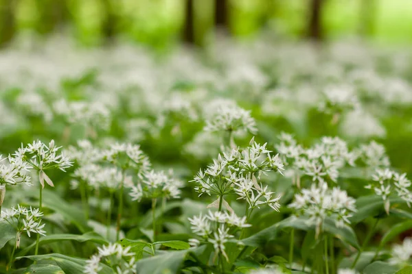 Tapete de alho selvagem na floresta pronto para a colheita. Ramsons ou ursos alho crescendo na floresta na primavera. Allium ursinum. Imagens Royalty-Free