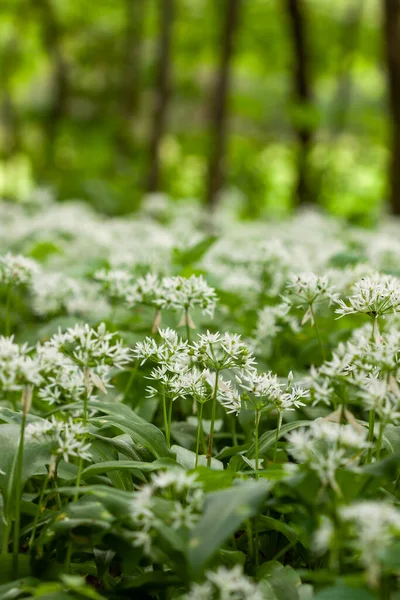 Wild garlic carpet in forest ready to harvest. Ramsons or bears garlic growing in forest in spring. Allium ursinum. Stock Photo